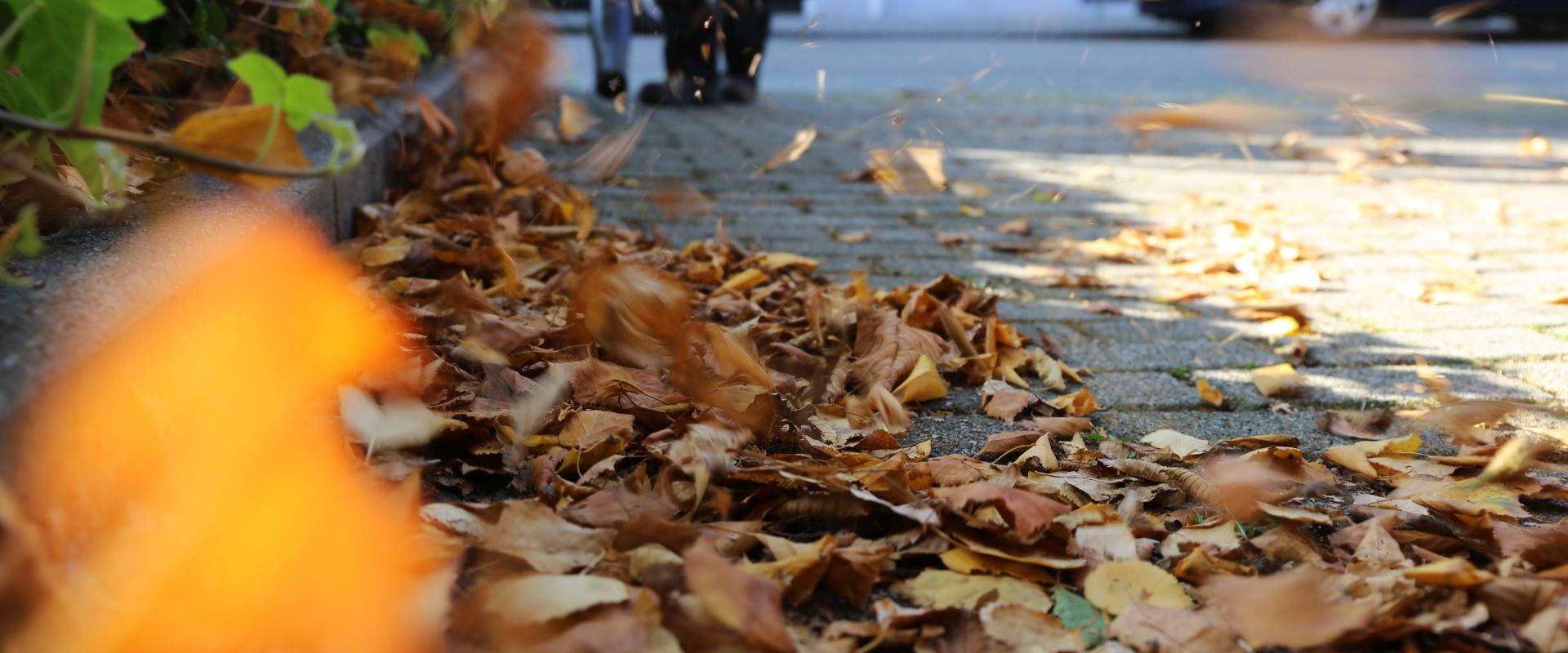 Nahaufnahme von Herbstlaub auf einem Gehweg